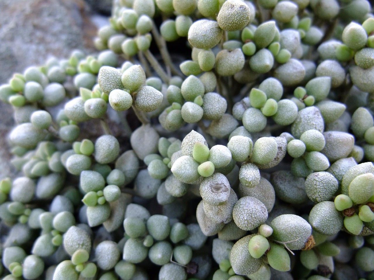 Monanthes minima habit