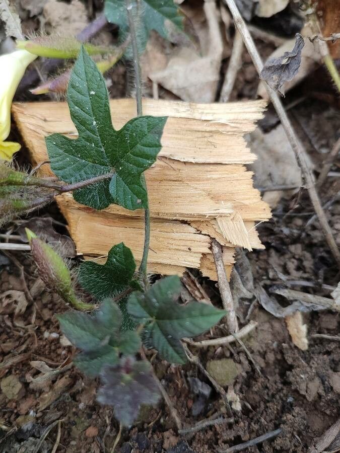 Merremia vitifolia — search result for 'Merremia'