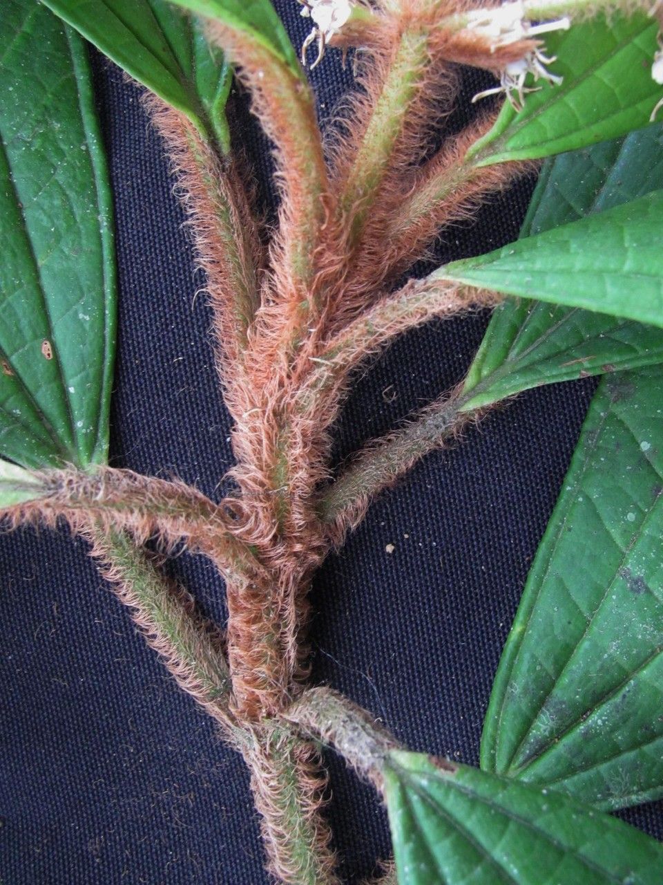 Miconia matthaei bark