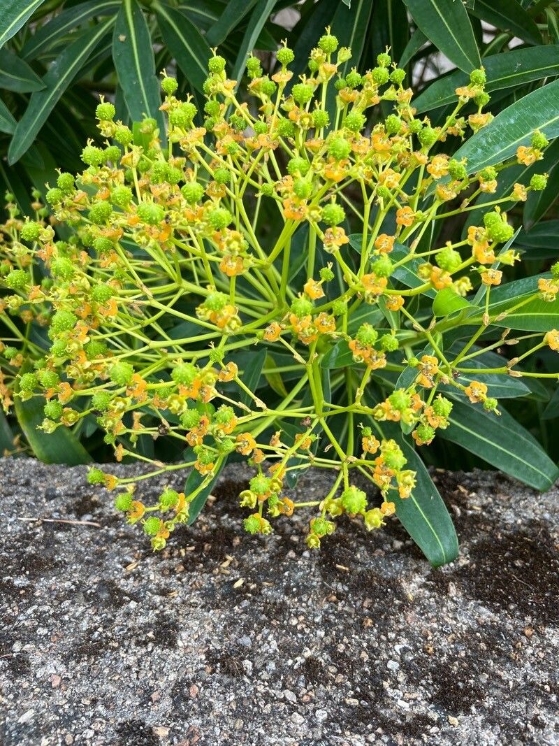 Euphorbia stygiana flower