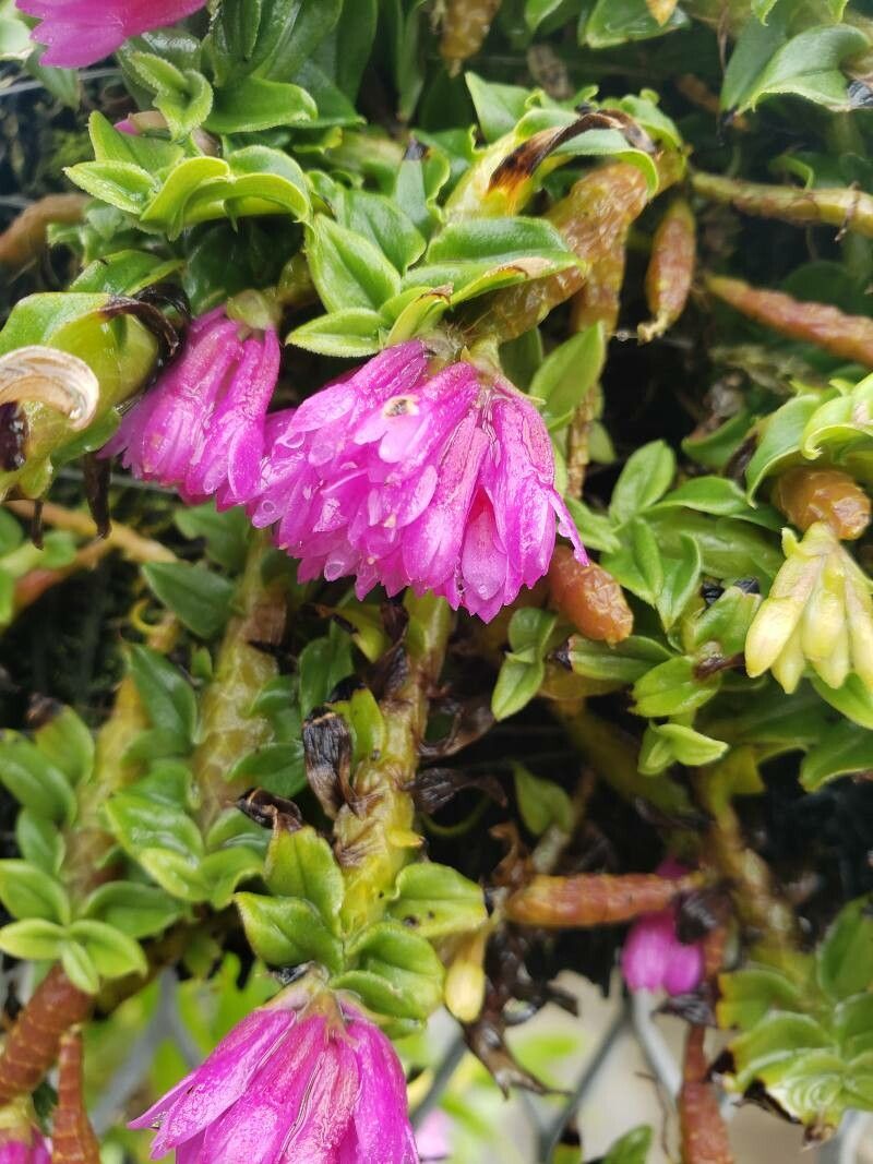 Dendrobium dichaeoides flower