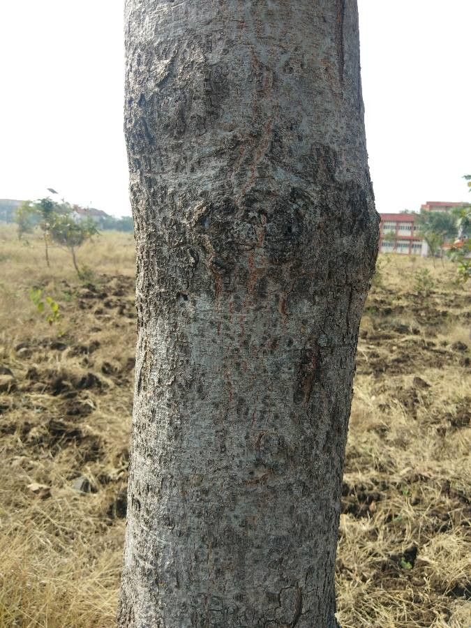 Soymida febrifuga bark