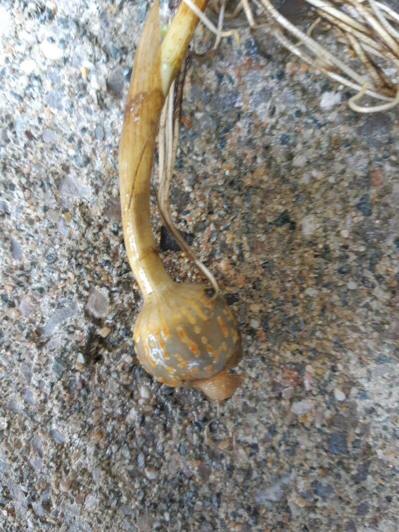 Vallisneria spiralis fruit