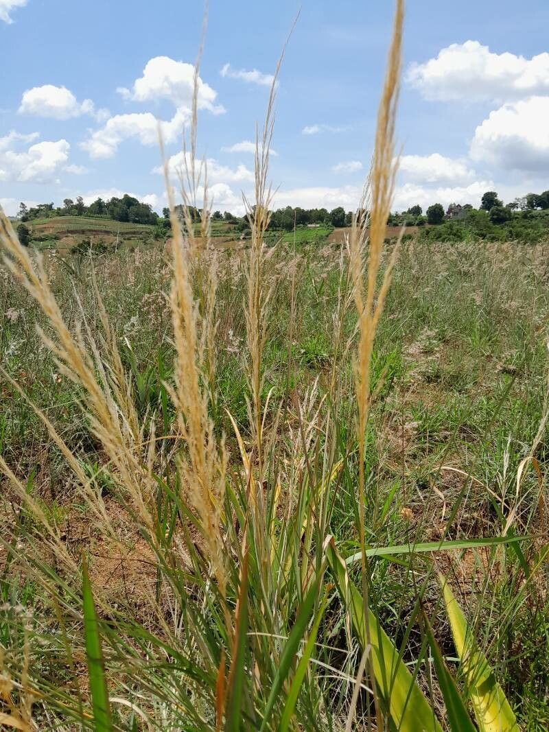 Loudetia simplex — houseplant care guide