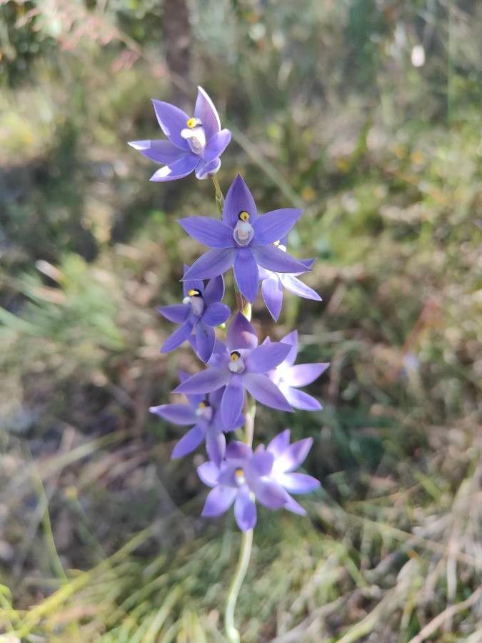 Thelymitra macrophylla flower