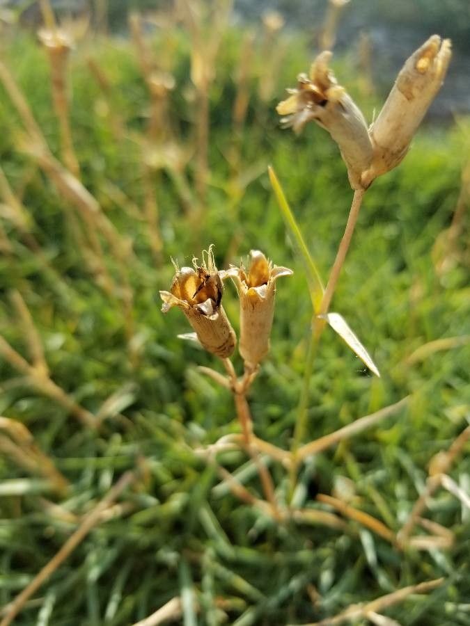 Dianthus gratianopolitanus fruit