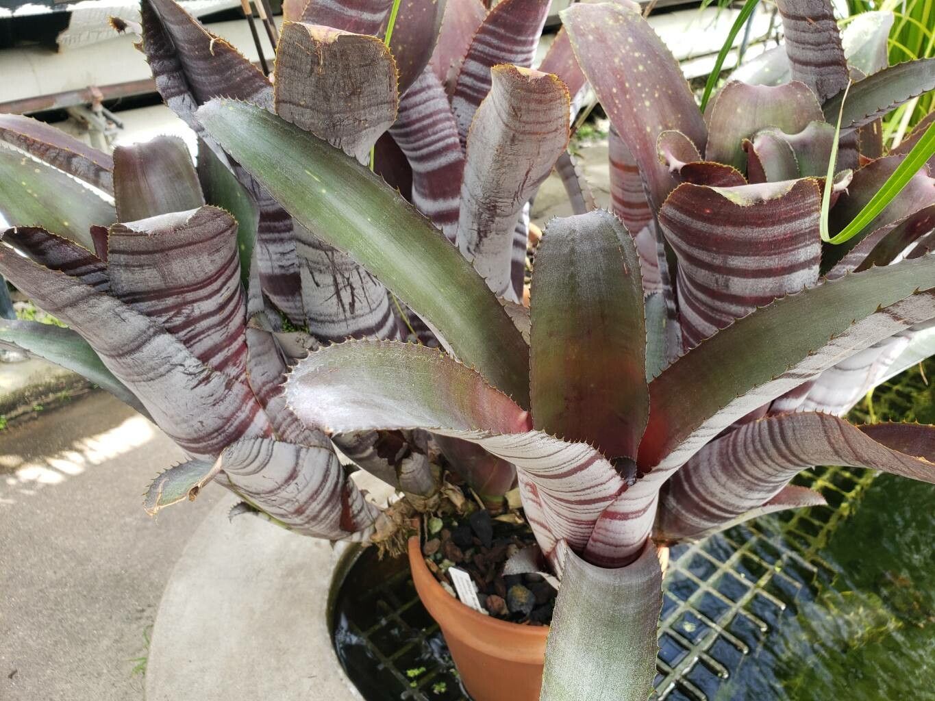 Billbergia horrida habit