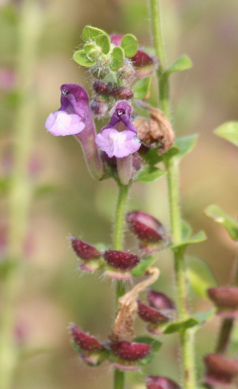 Scutellaria rupestris — houseplant care guide