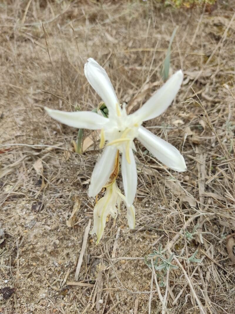 Hesperocallis undulata — houseplant care guide