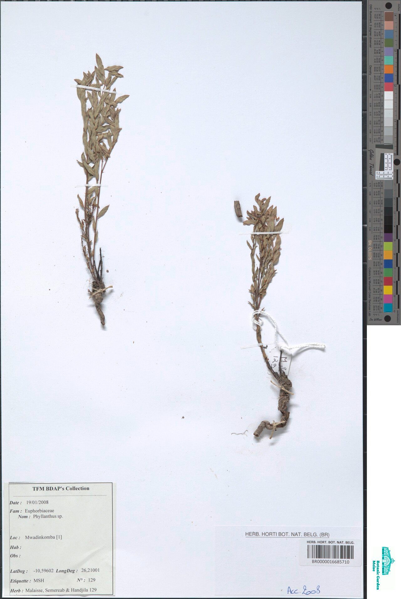 Phyllanthus virgulatus — houseplant care guide