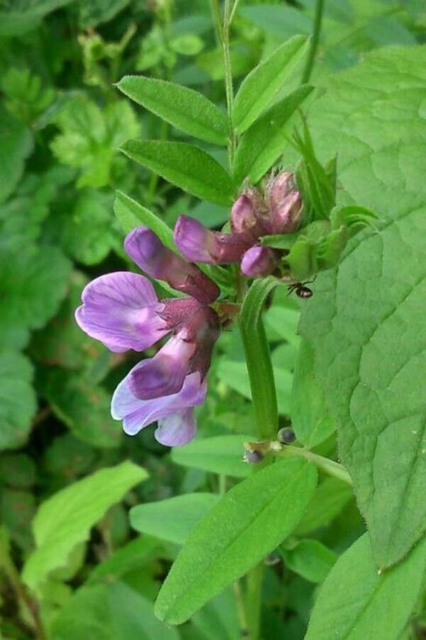 Vicia sepium flower