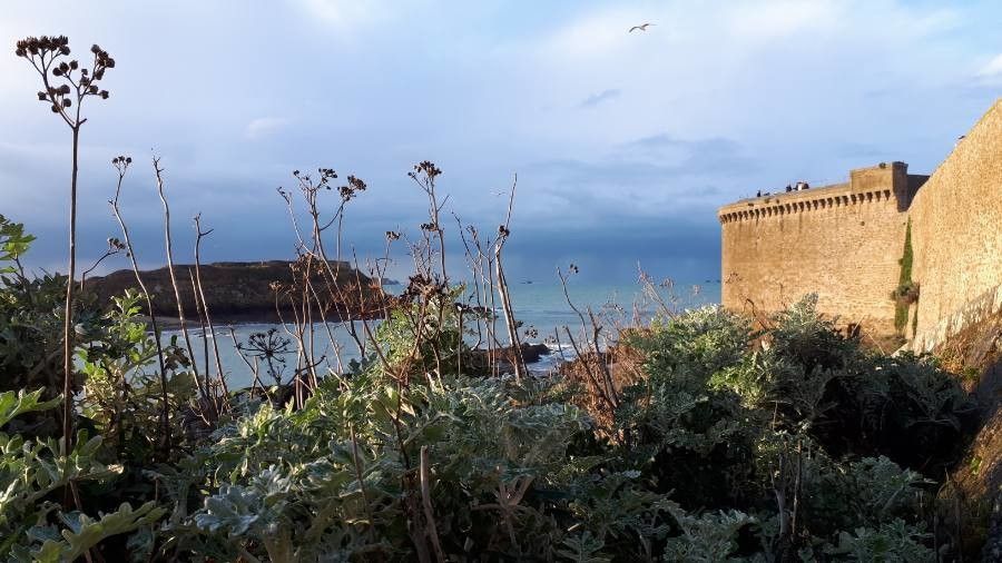 Heracleum mantegazzianum x Heracleum sphondylium flower