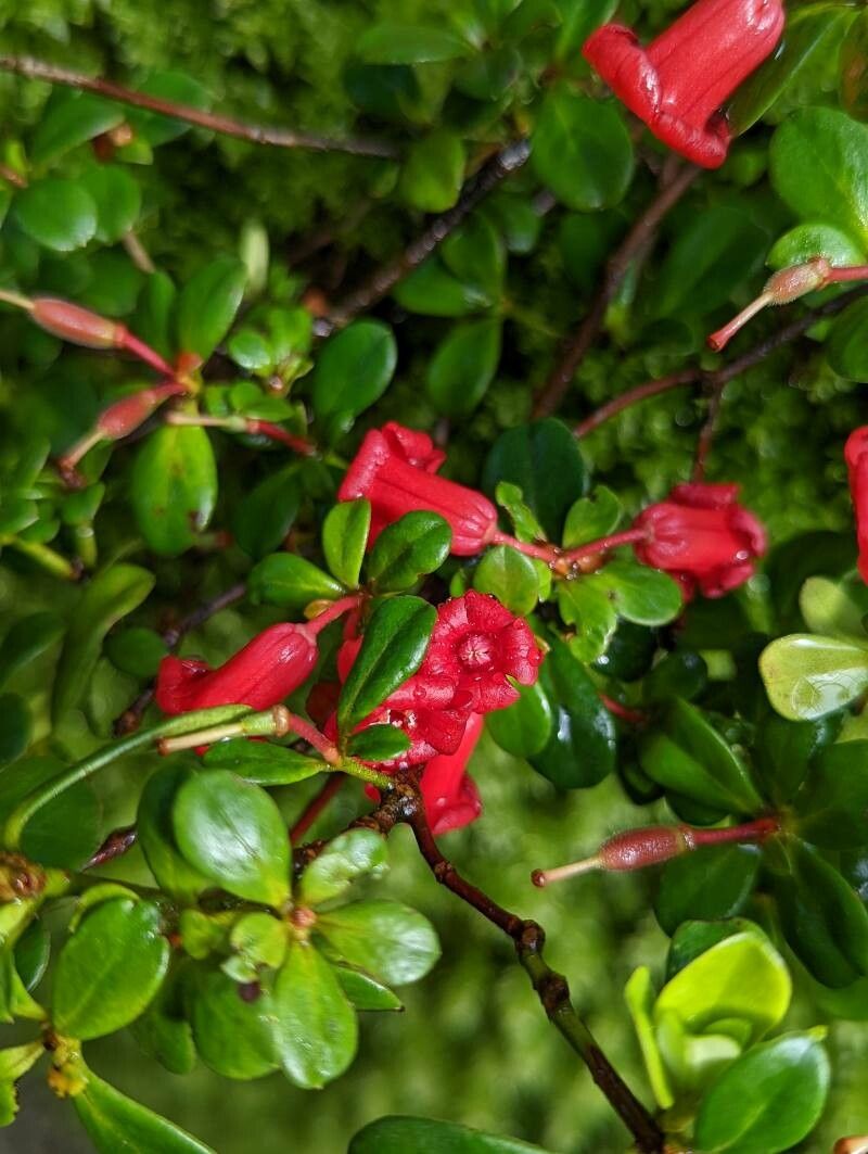 Rhododendron pauciflorum flower