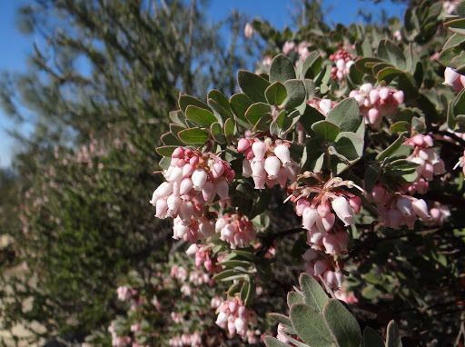 Arctostaphylos auriculata flower
