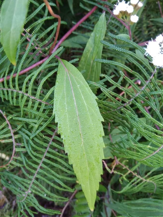 Ageratina riparia — search result for 'Eupatorium'