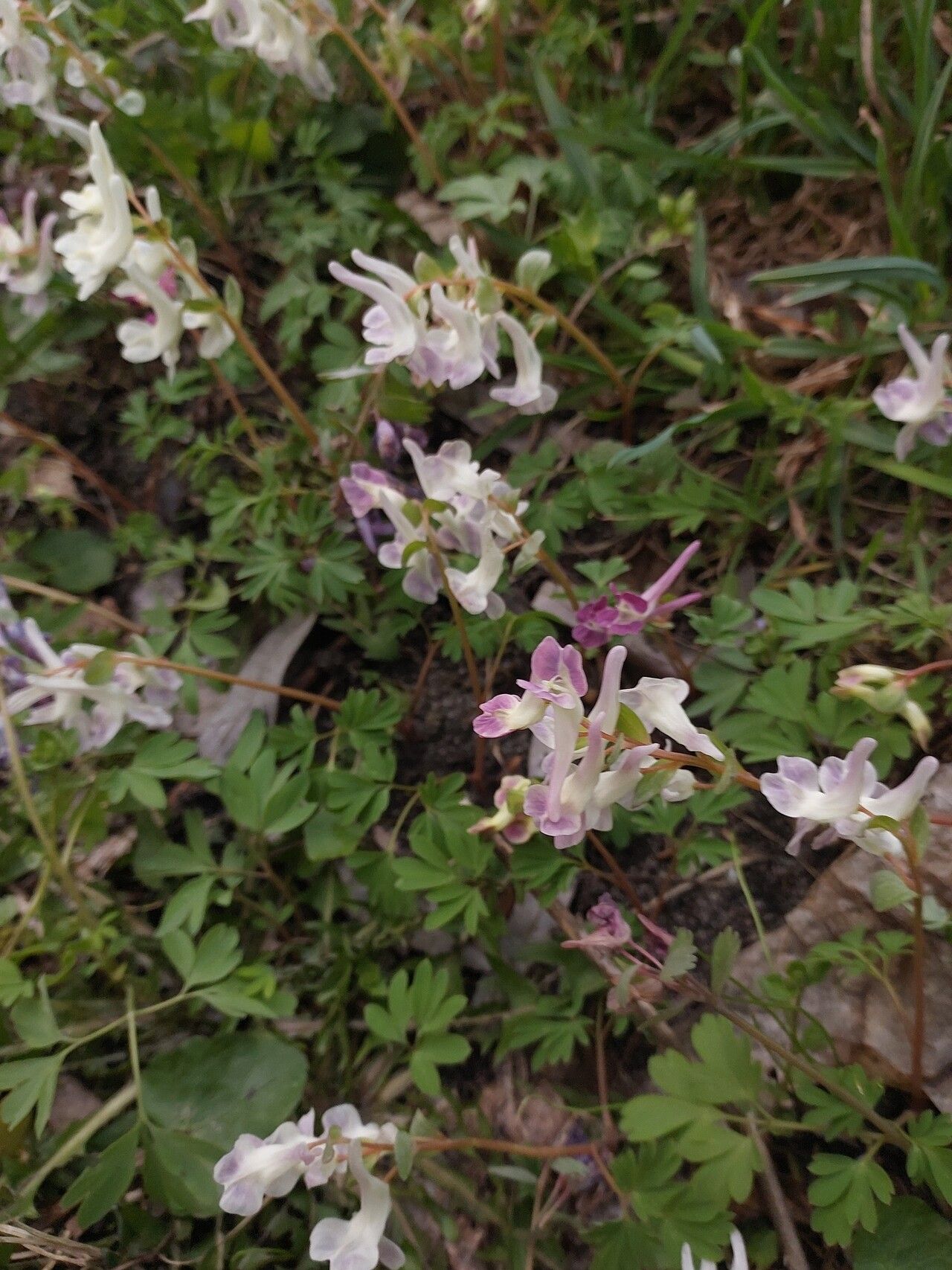 Corydalis caucasica flower