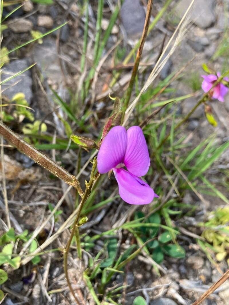 Tephrosia adunca — related species from the same genus