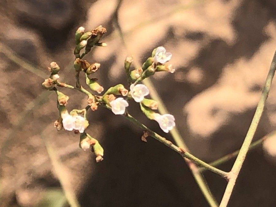 Limonium cymuliferum flower