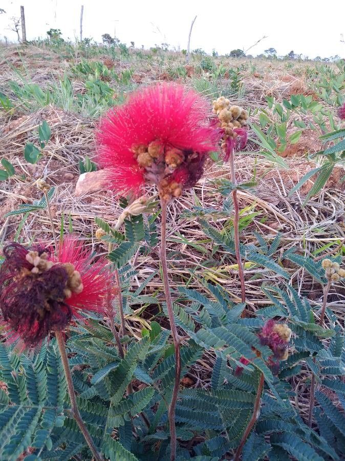 Calliandra dysantha flower