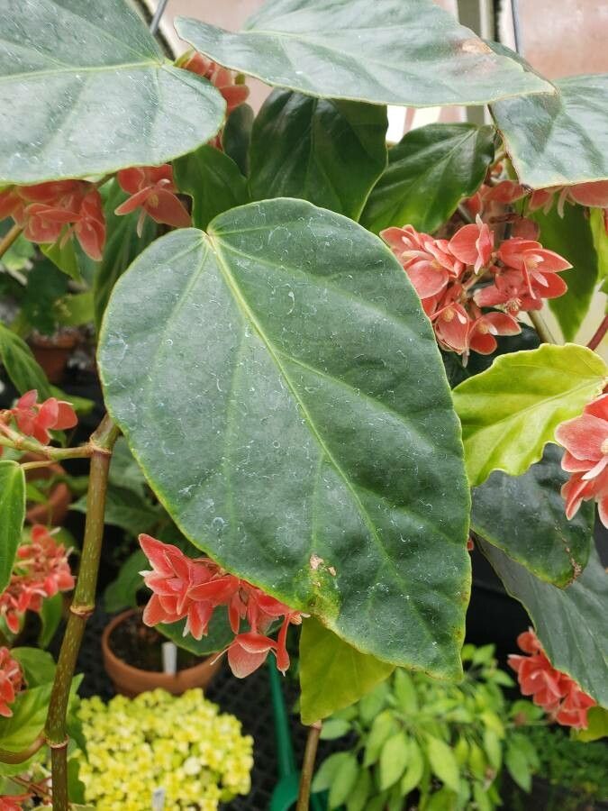 Begonia radicans — search result for 'Begonia'