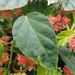 Begonia radicans