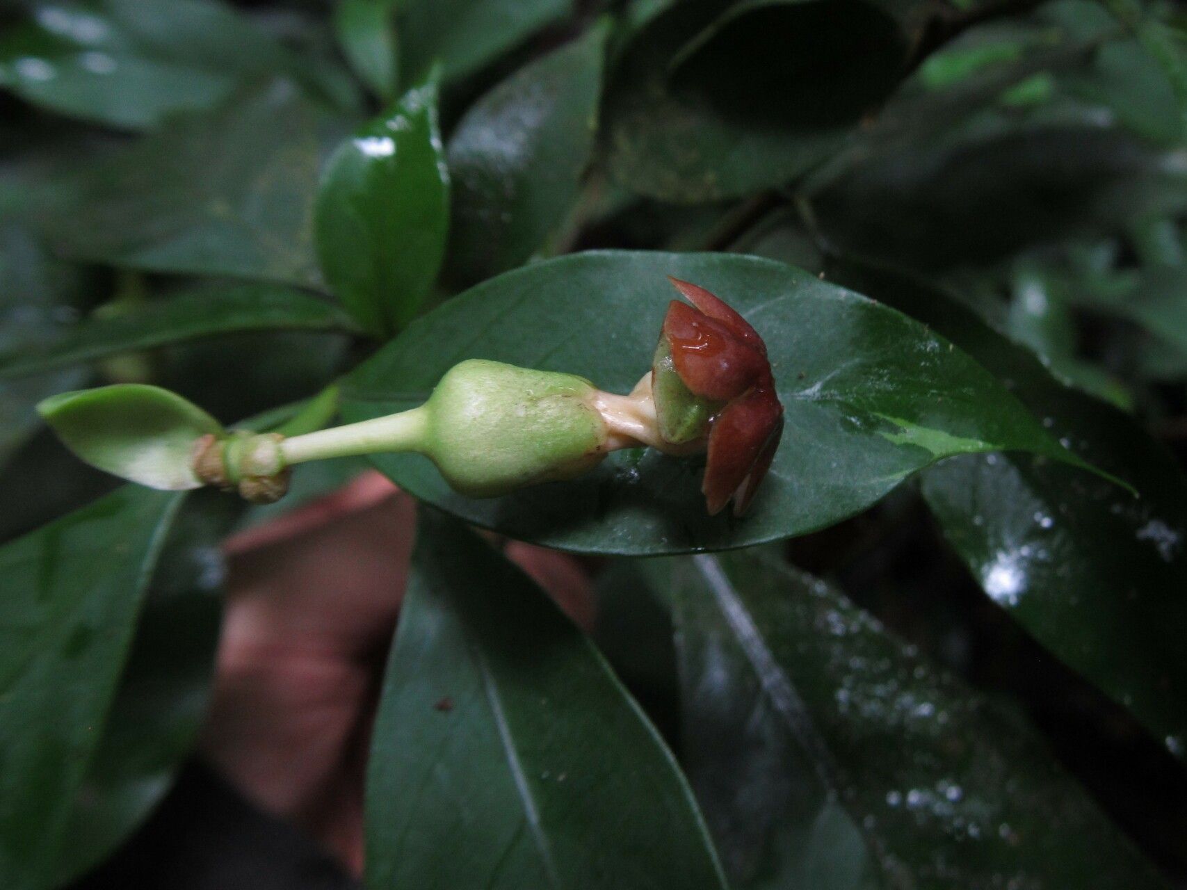 Voacanga bracteata flower