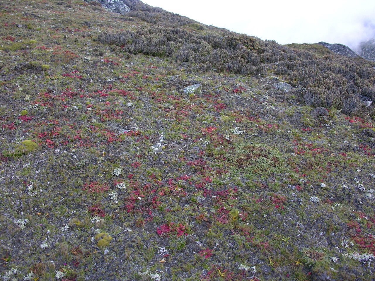 Euphorbia stracheyi other