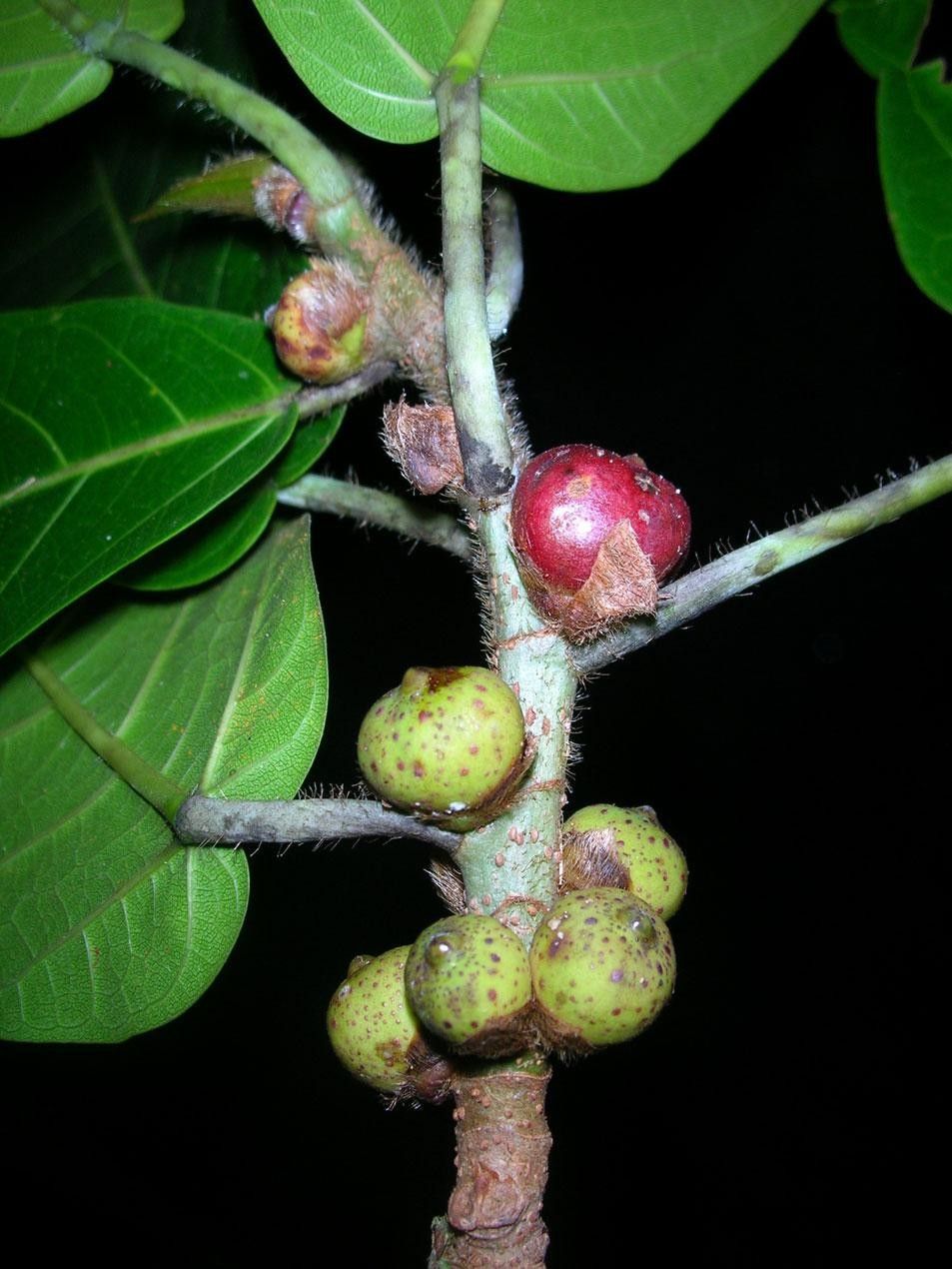 Ficus costaricana fruit