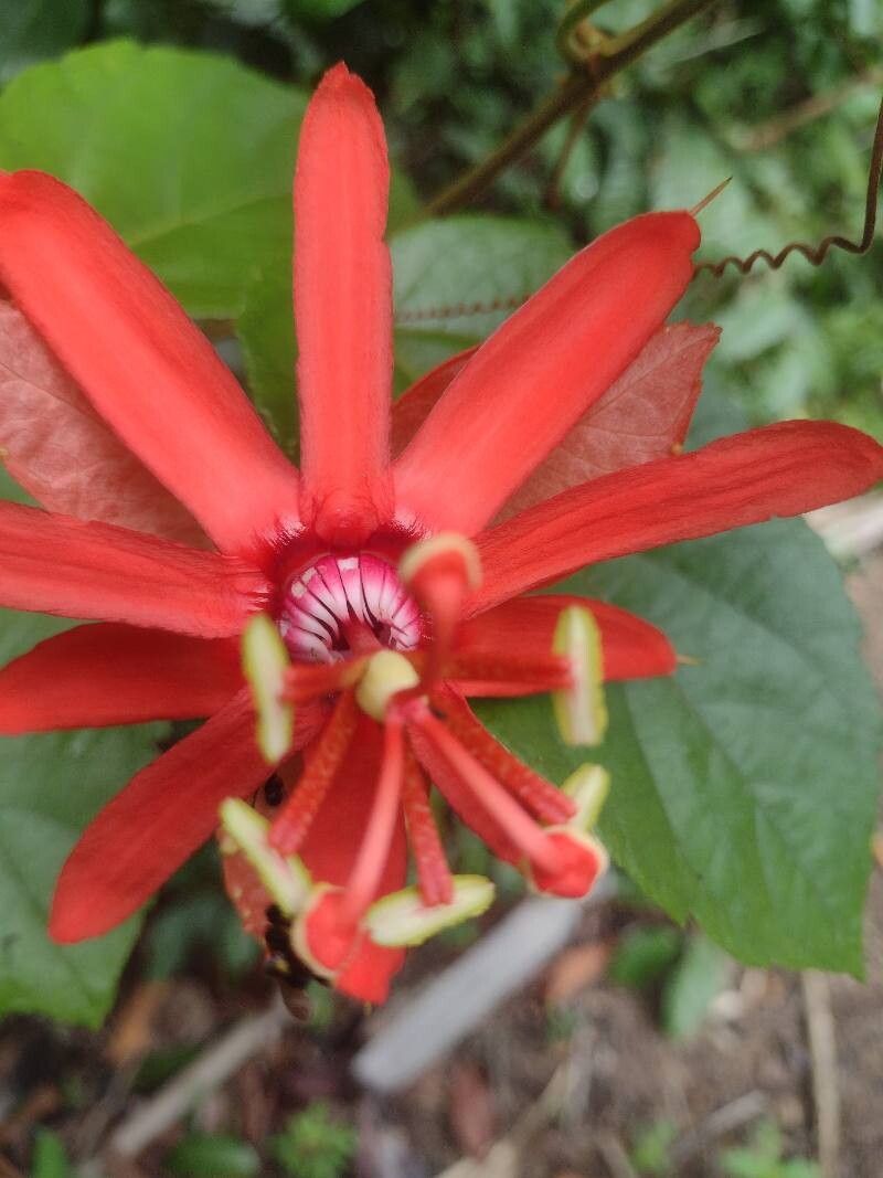 Passiflora araujoi — houseplant care guide