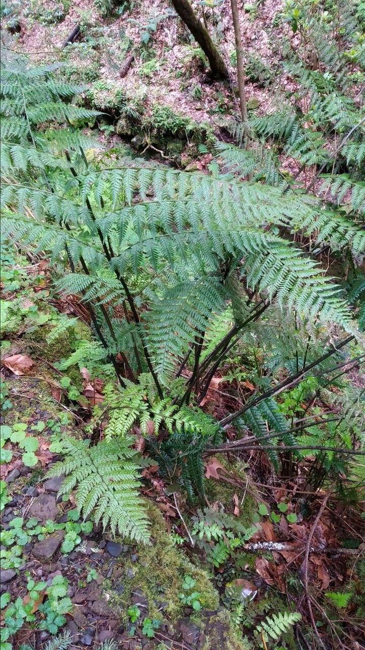 Diplazium caudatum — houseplant care guide