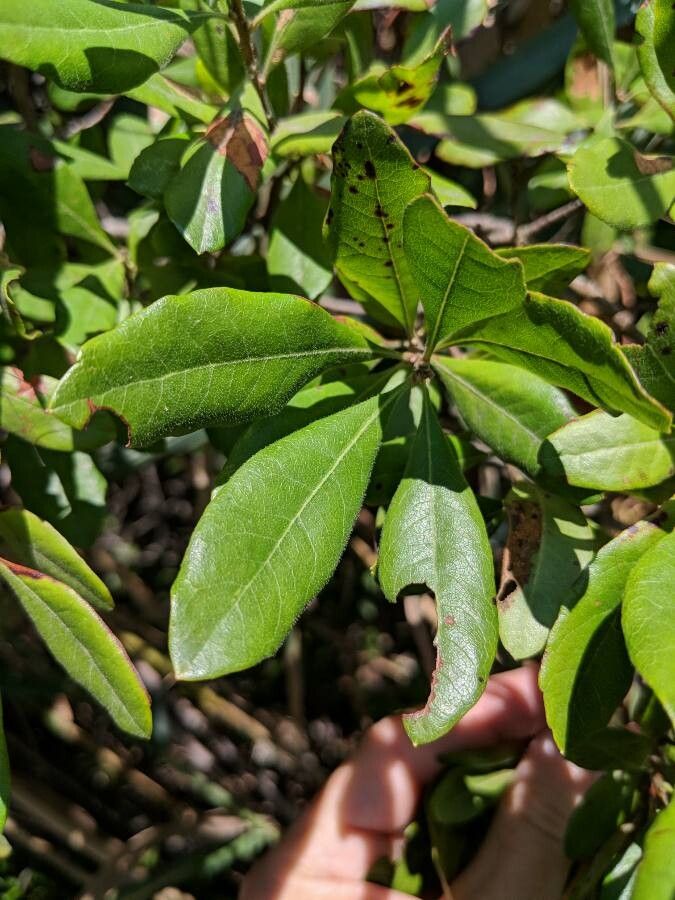 Morella pensylvanica — related species from the same genus