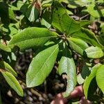 Morella pensylvanica