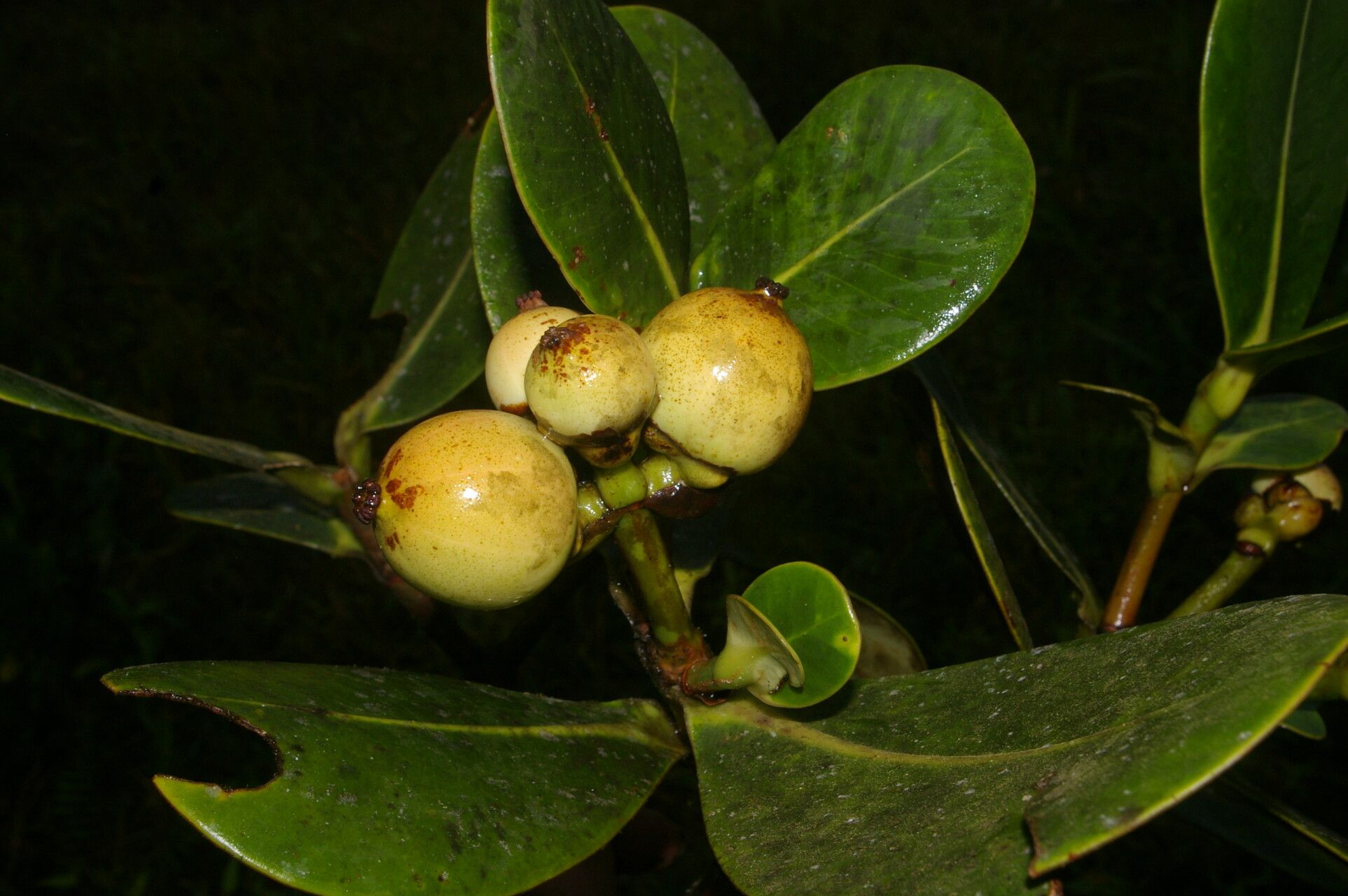 Clusia multiflora fruit
