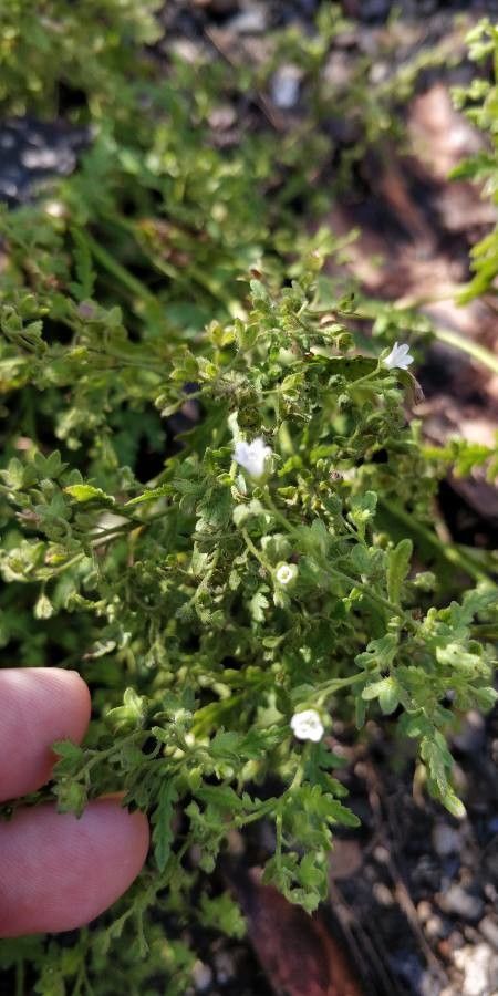 Eucrypta chrysanthemifolia flower