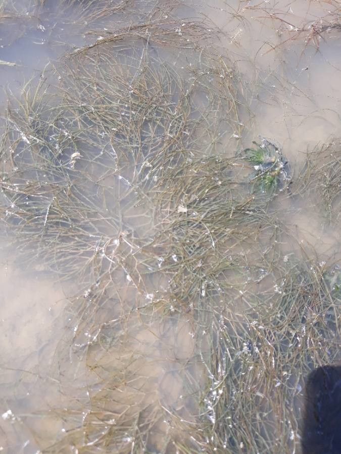 Ruppia cirrhosa — houseplant care guide