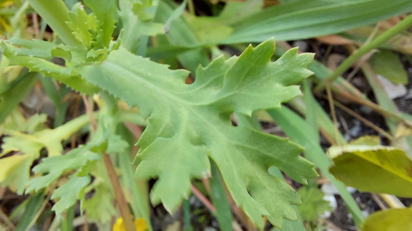 Chrysanthemum segetum — houseplant care guide