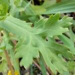 Chrysanthemum segetum