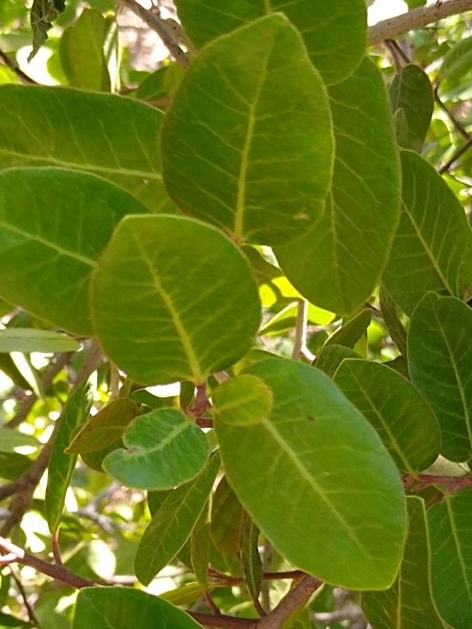 Rhus kearneyi — search result for 'Rhus'