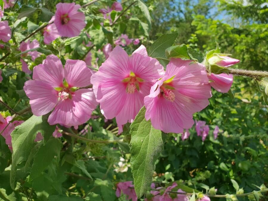 Malva olbia flower