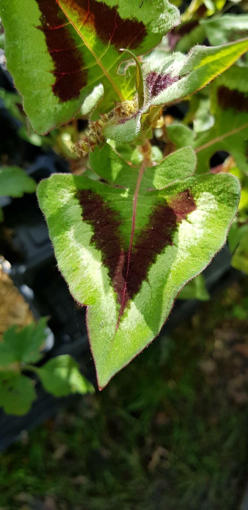 Persicaria microcephala — search result for 'Persicaria'