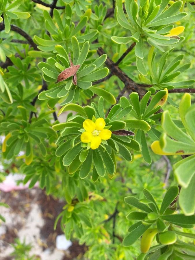 Suriana maritima flower
