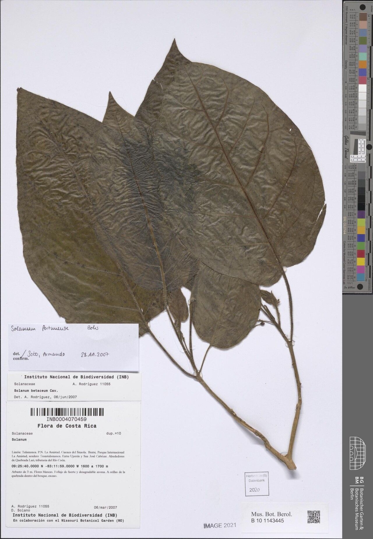 Solanum fortunense — houseplant care guide