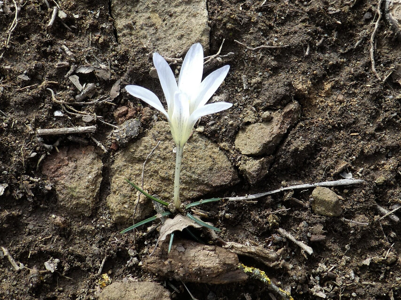 Crocus nevadensis bark
