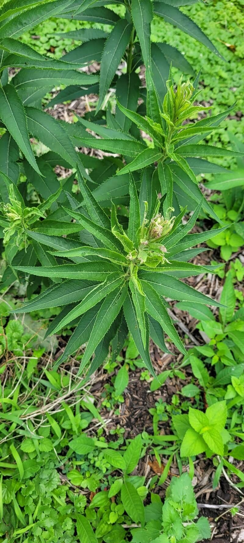 Vernonia fasciculata leaf