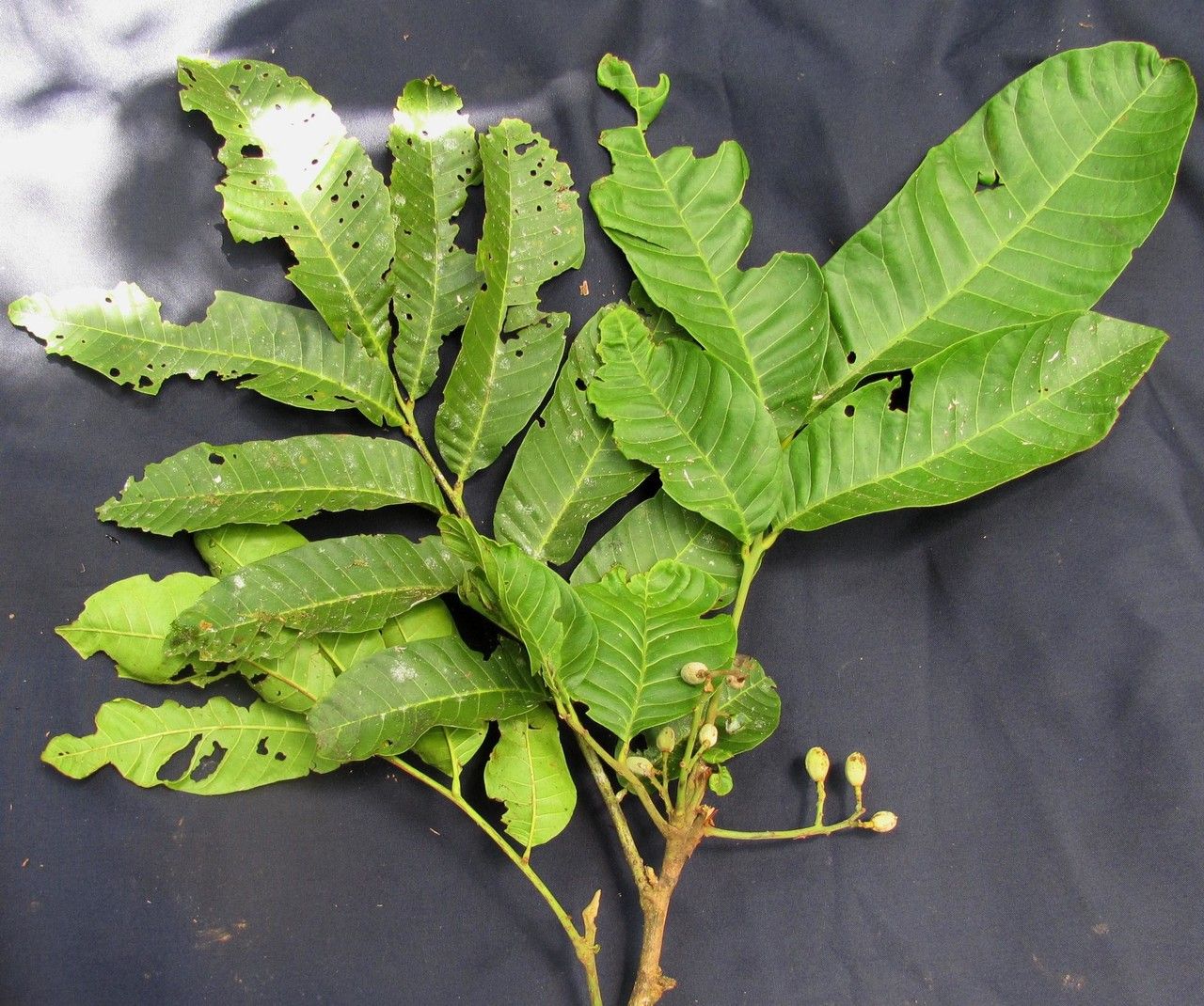 Trichilia pittieri leaf