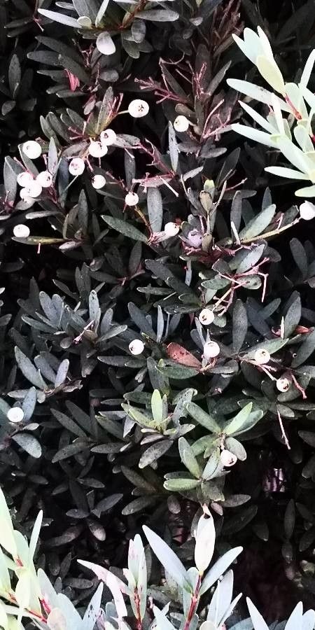 Syzygium grijsii fruit