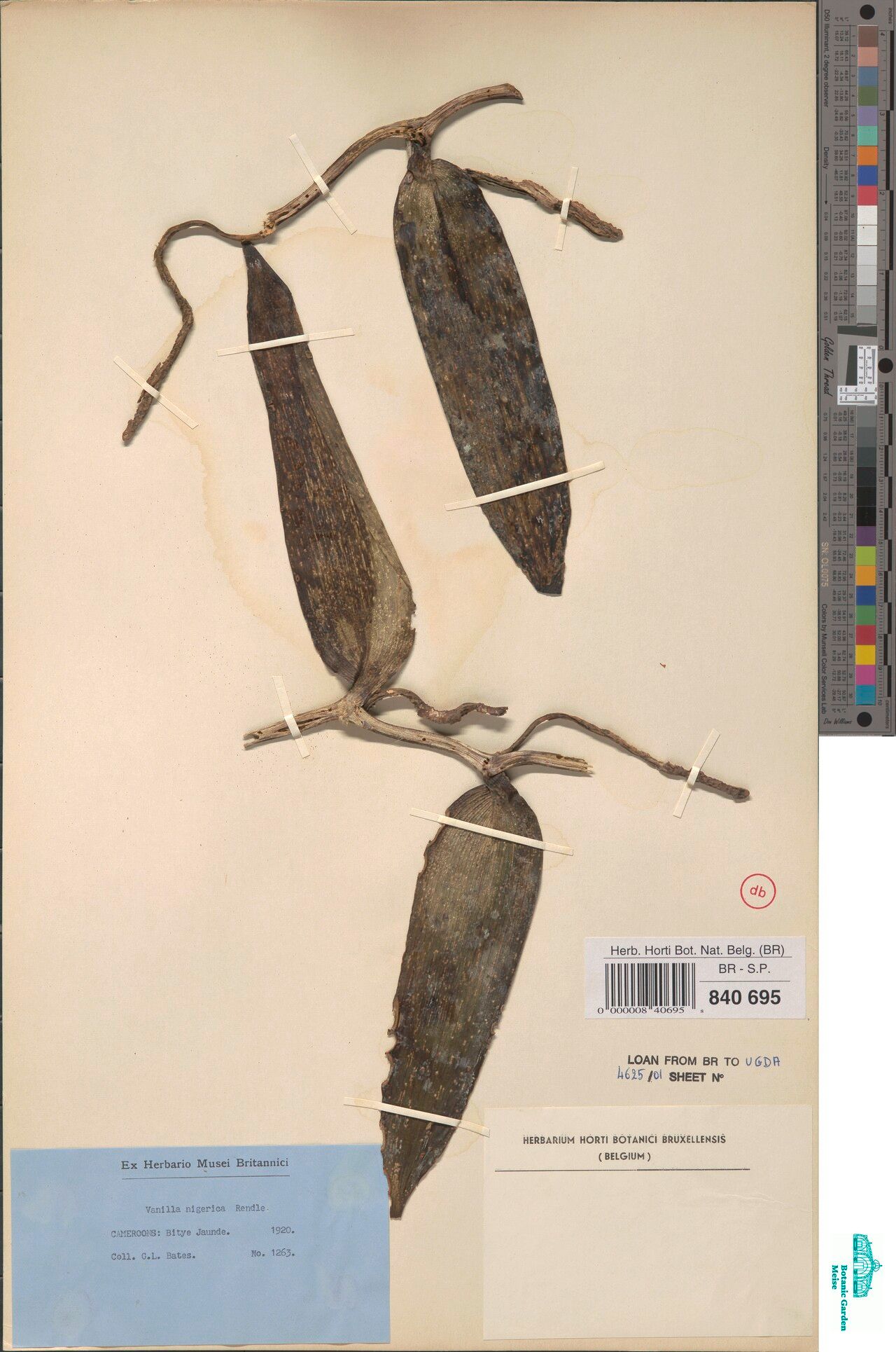 Vanilla nigerica — houseplant care guide