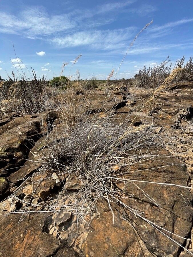 Aristida kenyensis bark
