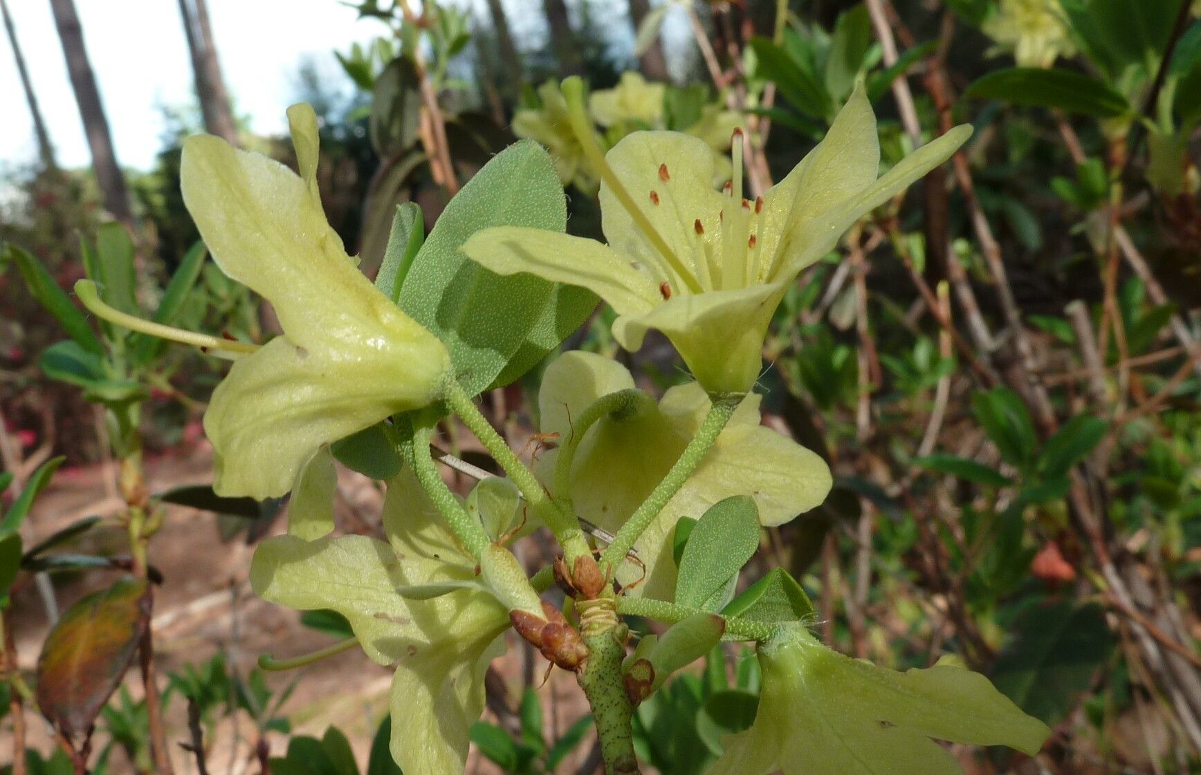 Rhododendron trichocladum flower