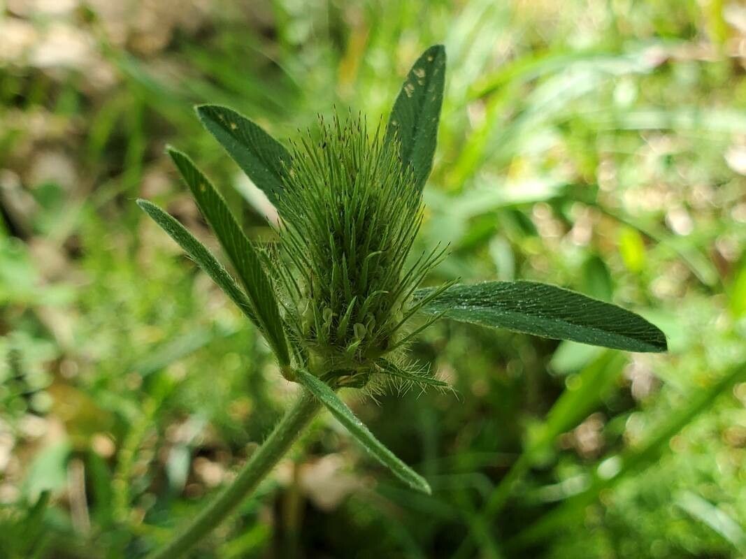 Trifolium squarrosum fruit